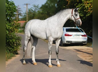 Holstein, Gelding, 4 years, 16,2 hh