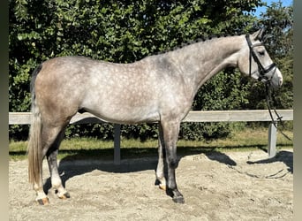 Holsteiner, Wallach, 4 Jahre, 16,3 hh, Schimmel