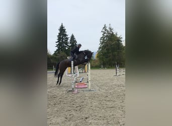 Holstein, Gelding, 4 years, 16.3 hh, Smoky-Black