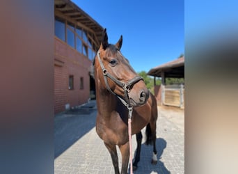 Holstein, Gelding, 4 years, 16 hh, Bay-Dark