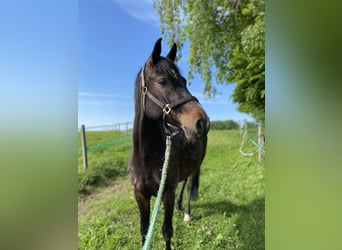 Holstein, Gelding, 4 years, 16 hh, Bay-Dark