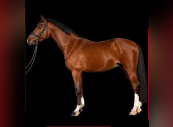 Holstein, Gelding, 4 years, 16 hh, Brown