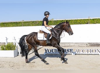 Holstein, Gelding, 4 years, 16 hh, Brown