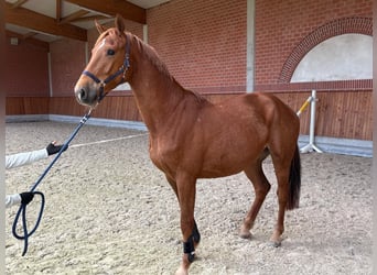 Holstein, Gelding, 4 years, 16 hh, Chestnut-Red