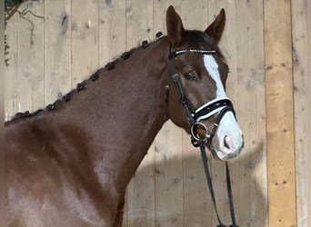 Holstein Mix, Gelding, 4 years, 16 hh, Chestnut-Red