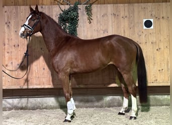 Holstein Mix, Gelding, 4 years, 16 hh, Chestnut-Red