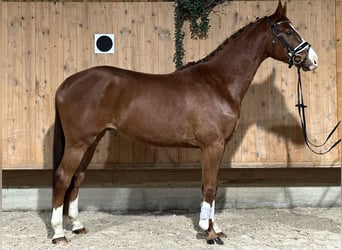 Holstein Mix, Gelding, 4 years, 16 hh, Chestnut-Red