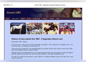 Holstein Mix, Gelding, 4 years, 16 hh