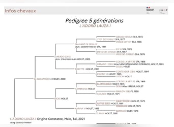 Holstein Mix, Gelding, 4 years, 16 hh