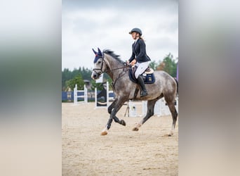 Holstein, Gelding, 4 years, 16 hh, Gray