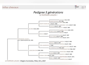 Holstein Mix, Gelding, 4 years, 16 hh, Grey