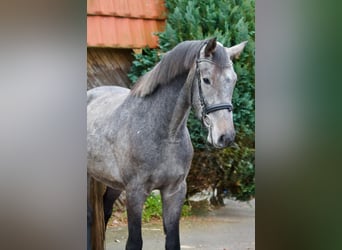 Holstein, Gelding, 4 years, 16 hh, Grey