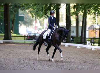 Holstein, Gelding, 4 years, 16 hh, Smoky-Black