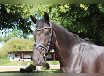 Holstein, Gelding, 4 years, 16 hh, Smoky-Black