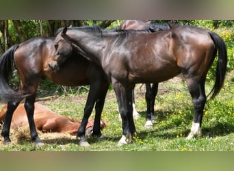 Holstein Mix, Gelding, 4 years, 16,1 hh, Bay-Dark