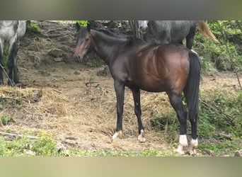 Holstein Mix, Gelding, 4 years, 16,1 hh, Bay-Dark