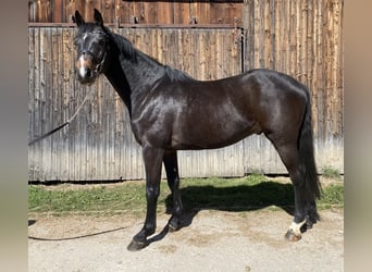 Holstein, Gelding, 4 years, 16,1 hh, Bay-Dark