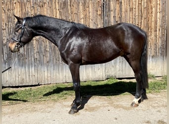 Holstein, Gelding, 4 years, 16,1 hh, Bay-Dark