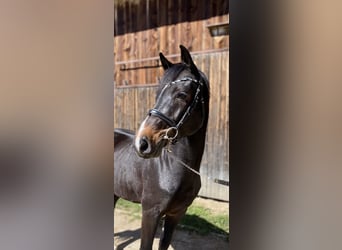 Holstein, Gelding, 4 years, 16,1 hh, Bay-Dark