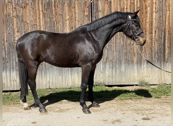 Holstein, Gelding, 4 years, 16,1 hh, Bay-Dark