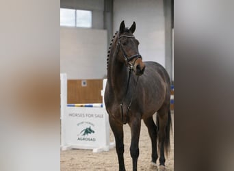 Holstein, Gelding, 4 years, 16,1 hh, Bay