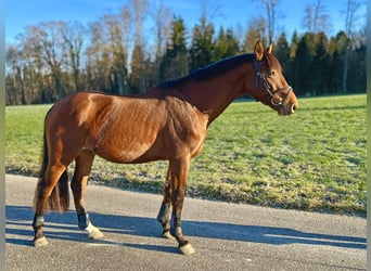 Holstein, Gelding, 4 years, 16,1 hh, Brown