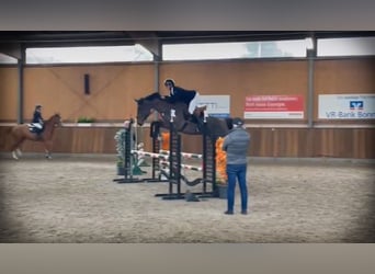 Holstein, Gelding, 4 years, 16,1 hh, Brown