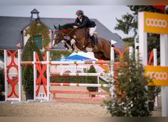 Holstein, Gelding, 4 years, 16,1 hh, Brown