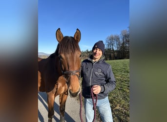 Holstein, Gelding, 4 years, 16,1 hh, Brown