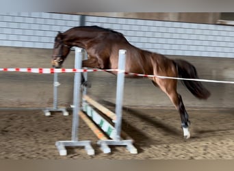 Holstein, Gelding, 4 years, 16,1 hh, Brown