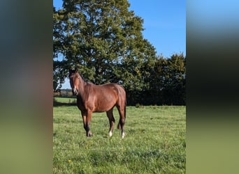 Holstein, Gelding, 4 years, 16,1 hh, Brown