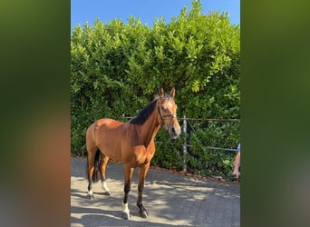 Holstein, Gelding, 4 years, 16,1 hh, Brown