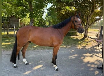 Holstein, Gelding, 4 years, 16,1 hh, Brown