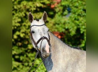 Holstein, Gelding, 4 years, 16,1 hh, Gray