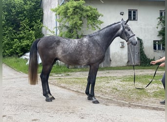 Holstein, Gelding, 4 years, 16,1 hh, Grey-Dark-Tan