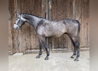 Holstein, Gelding, 4 years, 16,1 hh, Grey-Dark-Tan