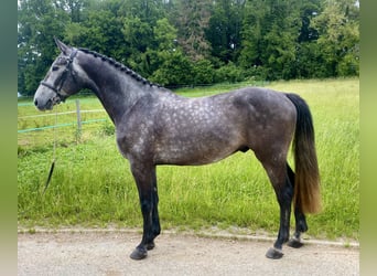 Holstein, Gelding, 4 years, 16,1 hh, Grey-Dark-Tan