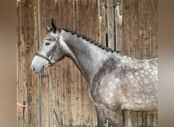 Holstein, Gelding, 4 years, 16,1 hh, Grey-Dark-Tan
