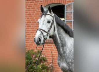 Holstein, Gelding, 4 years, 16,1 hh, Grey