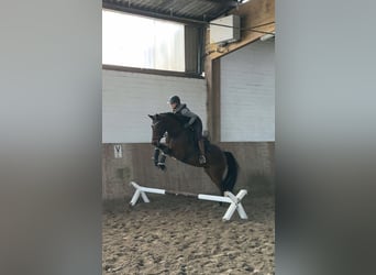 Holstein, Gelding, 4 years, 16,2 hh, Brown