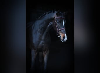 Holstein, Gelding, 4 years, 16,2 hh, Brown