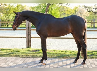Holstein, Gelding, 4 years, 16,2 hh, Brown