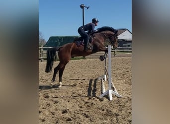 Holstein, Gelding, 4 years, 16,2 hh, Brown