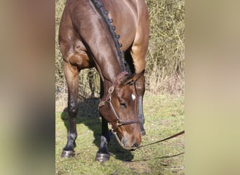 Holstein, Gelding, 4 years, 16,2 hh, Brown