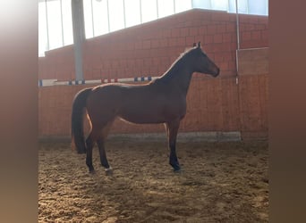 Holstein, Gelding, 4 years, 16,2 hh, Brown