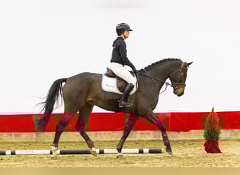 Holstein, Gelding, 4 years, 16,2 hh, Brown