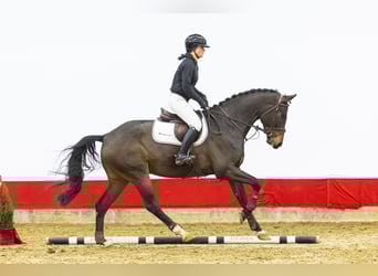 Holstein, Gelding, 4 years, 16,2 hh, Brown