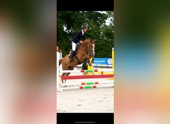 Holstein, Gelding, 4 years, 16,2 hh, Chestnut-Red