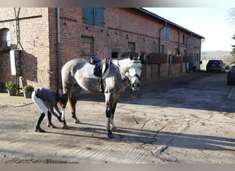 Holstein, Gelding, 4 years, 16,2 hh, Grey