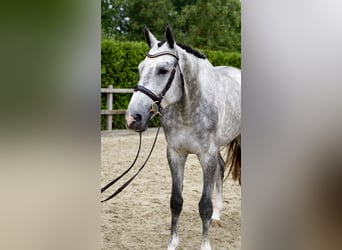 Holstein, Gelding, 4 years, 16,3 hh, Gray